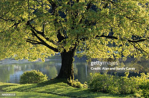 maple tree (aceraceae) by water, spring - washington dv stock pictures, royalty-free photos & images