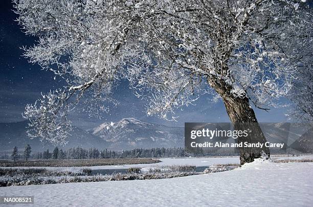 usa, montana, landscape, winter - usa fotografías e imágenes de stock