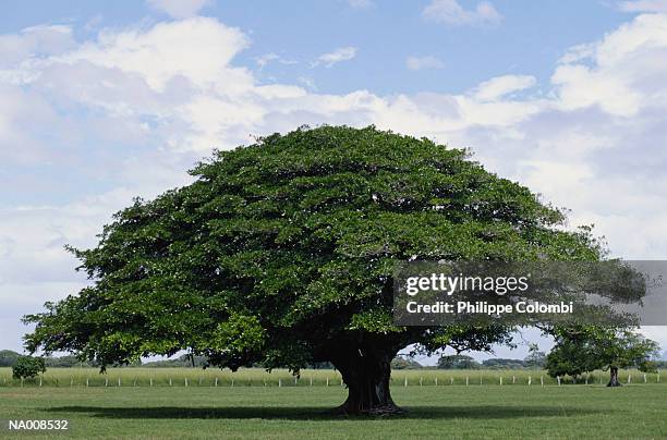 tree in costa rica - costa stock pictures, royalty-free photos & images