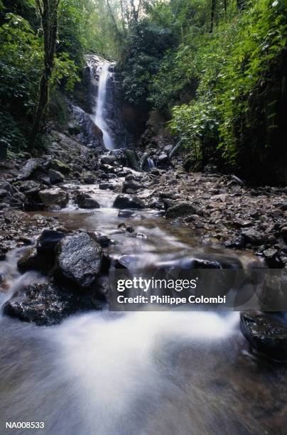 waterfall in costa rica - costa stock pictures, royalty-free photos & images