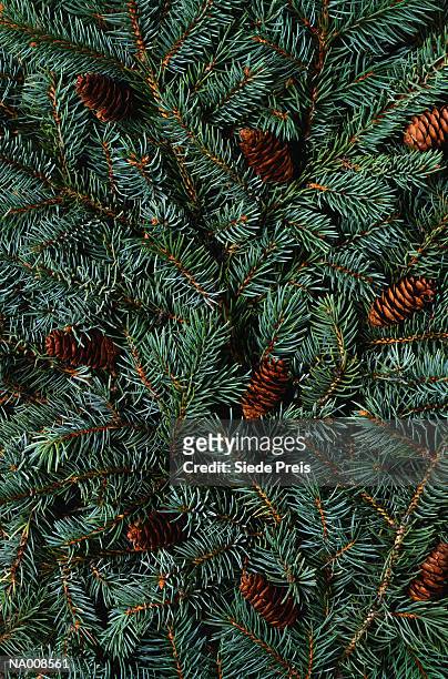 pine branches and pine cones - pinaceae stock pictures, royalty-free photos & images