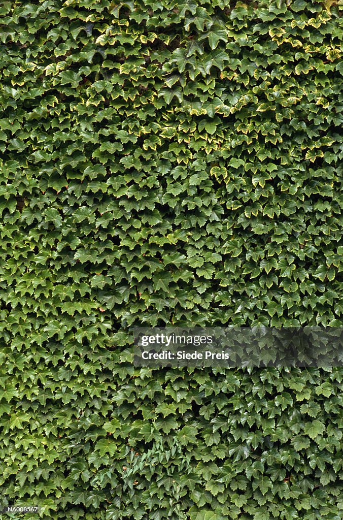 Ivy on a Wall