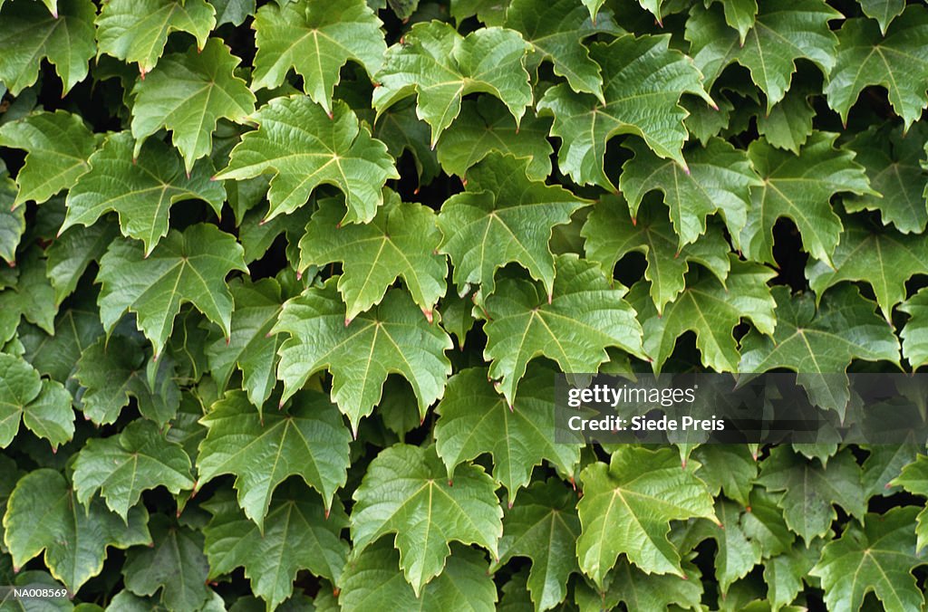 Ivy Detail