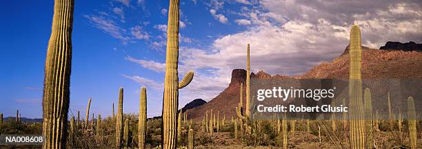 organ pipe state park - organ pipe cactus national monument stockfoto's en -beelden