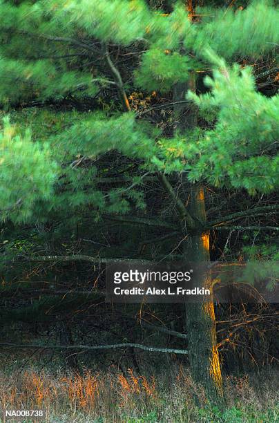 sunlight on tree - pinaceae stock pictures, royalty-free photos & images