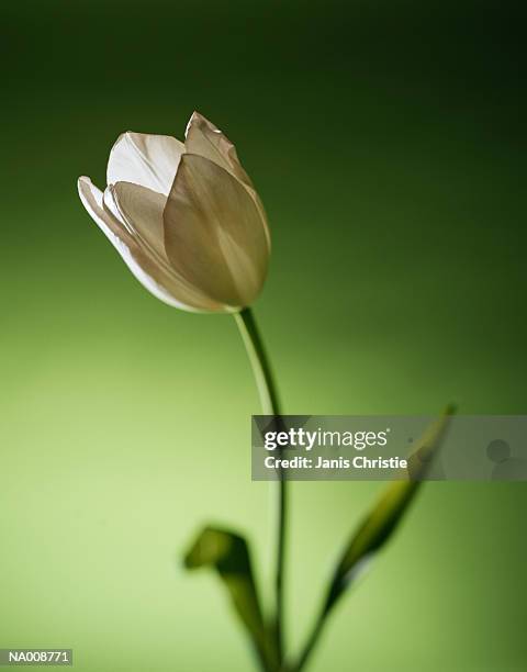 tulip - christie stock pictures, royalty-free photos & images