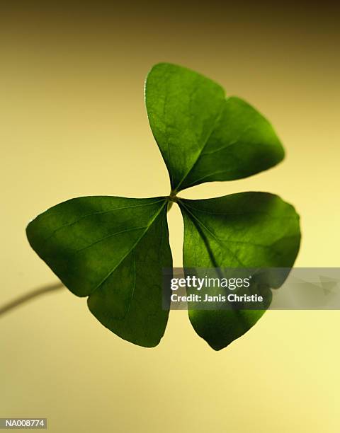 shamrock - christie stock pictures, royalty-free photos & images