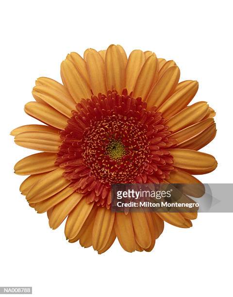 close-up of sunflower - ancine stockfoto's en -beelden