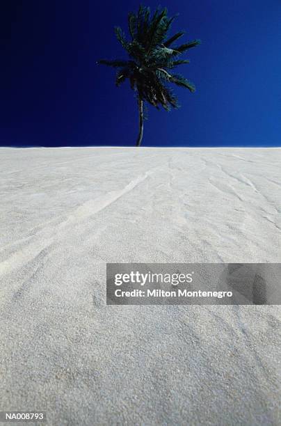 palm tree and sand - ancine stock pictures, royalty-free photos & images