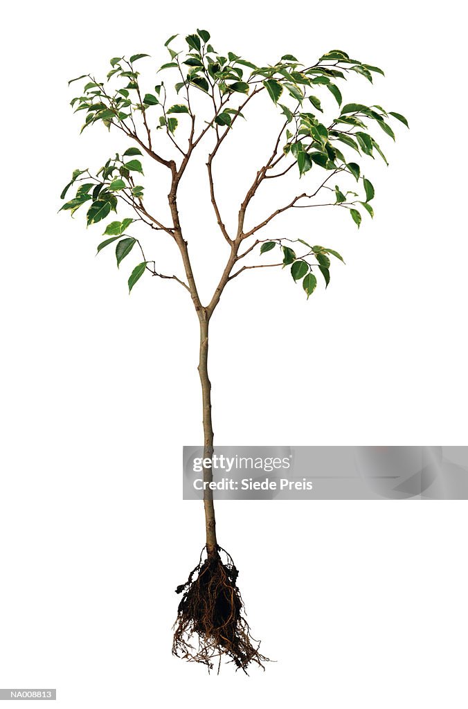 Ficus with Roots
