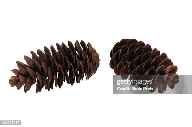 pine cones - conifer cone stock pictures, royalty-free photos & images