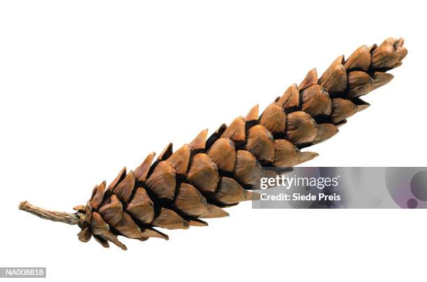 pine cone - conifer cone stock pictures, royalty-free photos & images