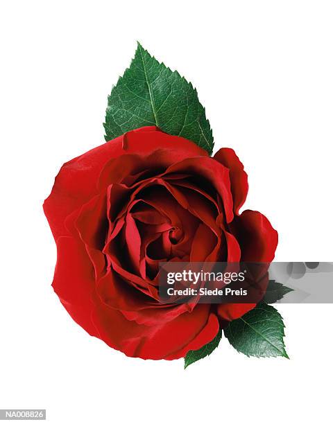 10 Single Roses 8,810 Single Rose Stock Photos, High-Res Pictures, and Images - Getty ...