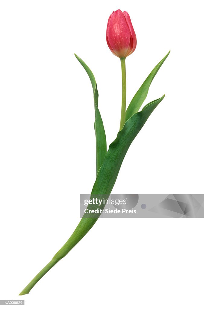 Tulip