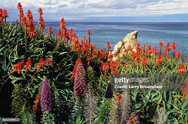 pacific grove, california - pacific grove stock pictures, royalty-free photos & images
