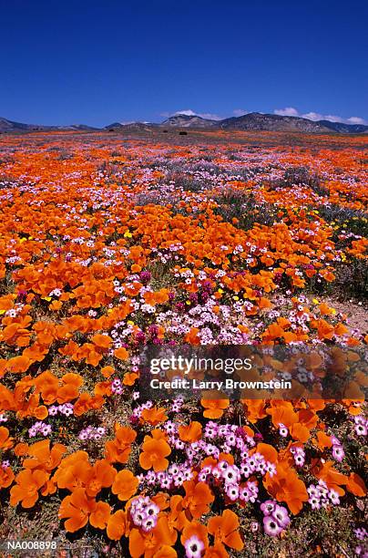 field of poppies - ranunculales stock pictures, royalty-free photos & images