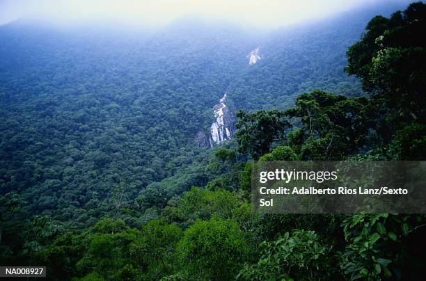 amazon jungle - northern brazil stock pictures, royalty-free photos & images