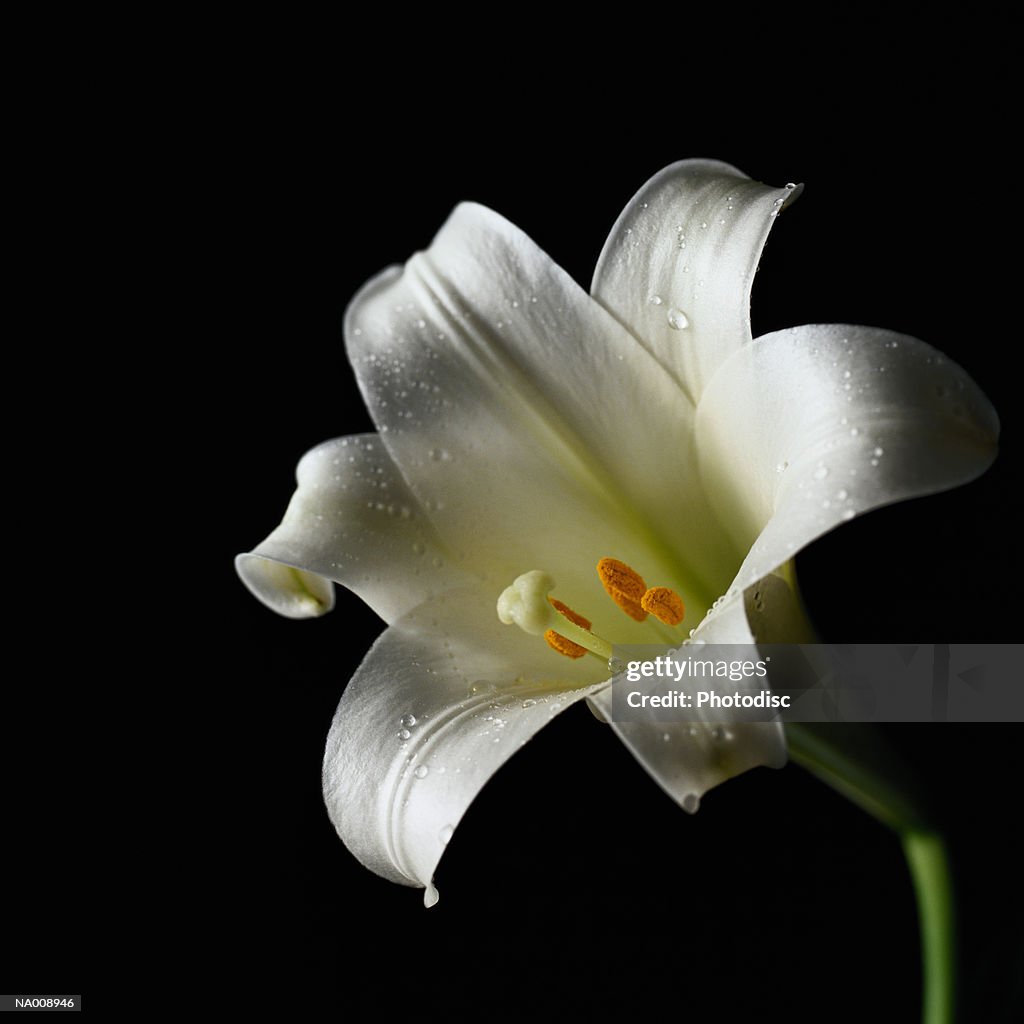 Easter Lily Close-Up