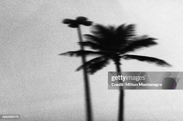 blur of palm tree - ancine stockfoto's en -beelden