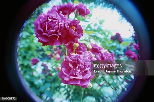 pink roses - thornton stock pictures, royalty-free photos & images