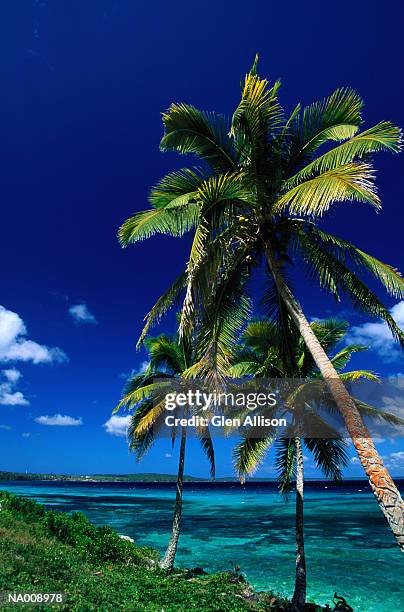 palm trees at new caledonia - new caledonia - fotografias e filmes do acervo