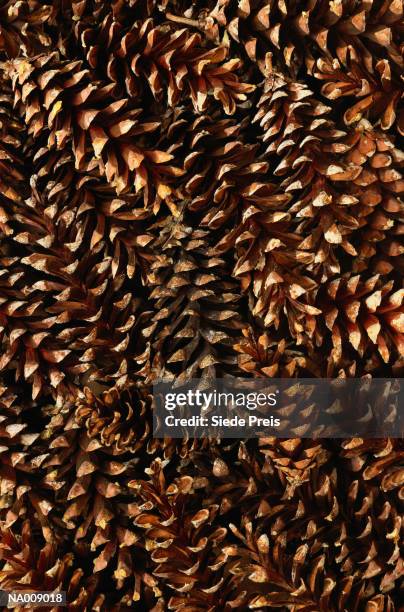 pine cones - conifer cone stock pictures, royalty-free photos & images