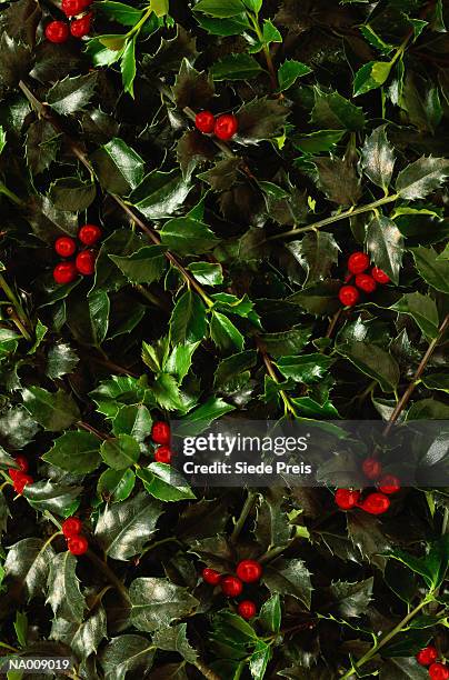 holly with berries - holly photos et images de collection