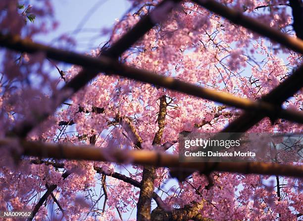 cherry blossoms through grid - cherry blossoms foto e immagini stock