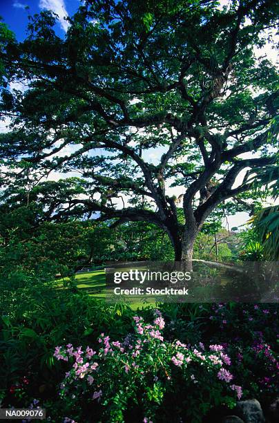 350 year old saman tree - lesser antilles foto e immagini stock