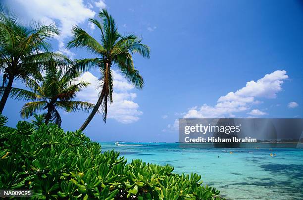 palm trees (palmaceae) and tropical sea - cable beach stock-fotos und bilder