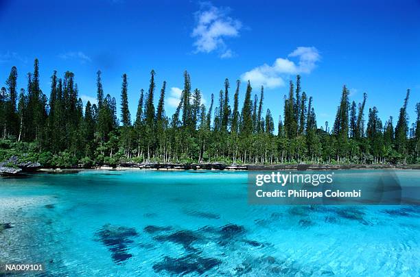 pines island at new caledonia - new caledonia - fotografias e filmes do acervo