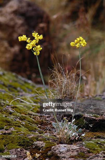 wildflower blooming at smith rock state park - state stockfoto's en -beelden