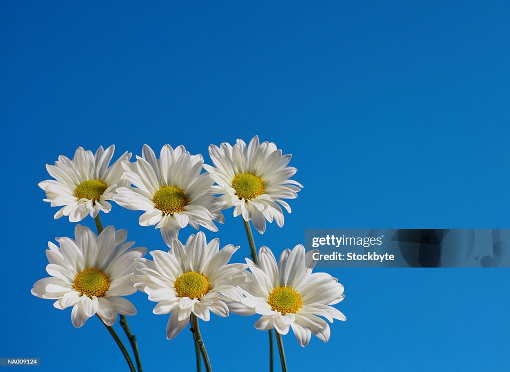 Six Daisies