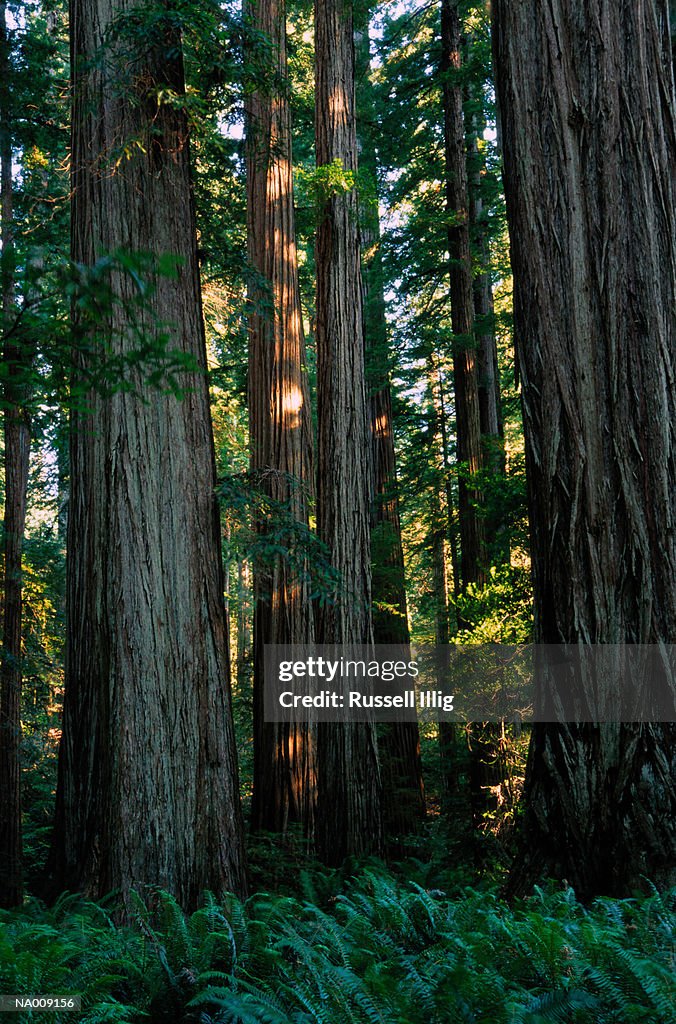 Jedediah Smith Redwoods State Park