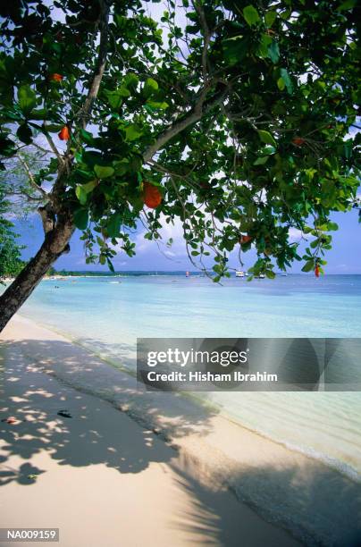 beach in the caribbean - greater antilles stock-fotos und bilder