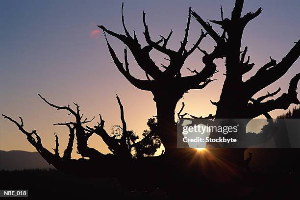 silhouette of bristlecone pine - pinaceae stock pictures, royalty-free photos & images