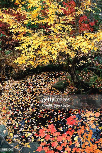 maple trees, leaves and water in autumn - overhangend stockfoto's en -beelden