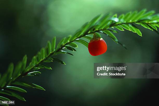 yew tree branch with berry - berry stock-fotos und bilder