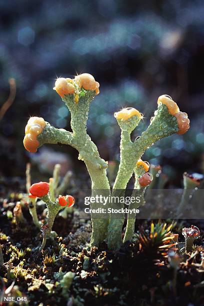 succulent plant - entorno de flora fotografías e imágenes de stock