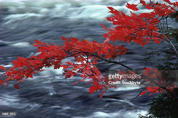 stream and overhanging leaves autumn - overhangend stockfoto's en -beelden