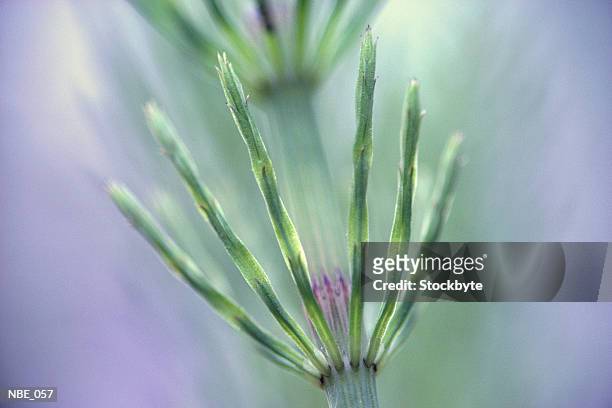 close-up of plant - pinaceae stock pictures, royalty-free photos & images