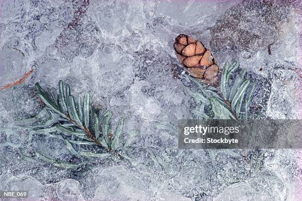 pine cone and branch frozen in ice - frosted pinecone stock pictures, royalty-free photos & images