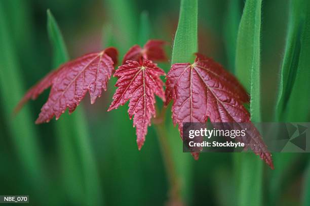 red leaves and blades of grass - blades of grass foto e immagini stock