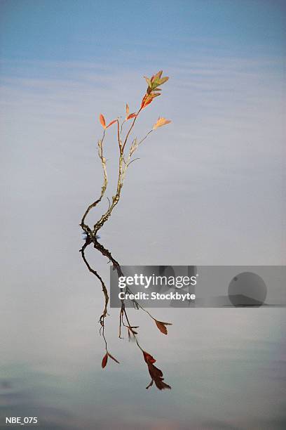 branch and reflection in water - reflection foto e immagini stock