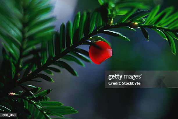 yew berry and branch - yew needles stock pictures, royalty-free photos & images