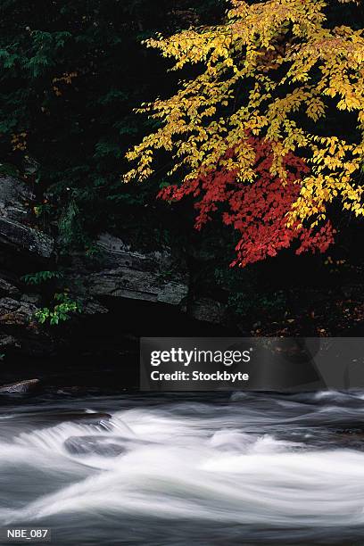 blurred stream with overhanging tree, autumn - überhängend stock-fotos und bilder