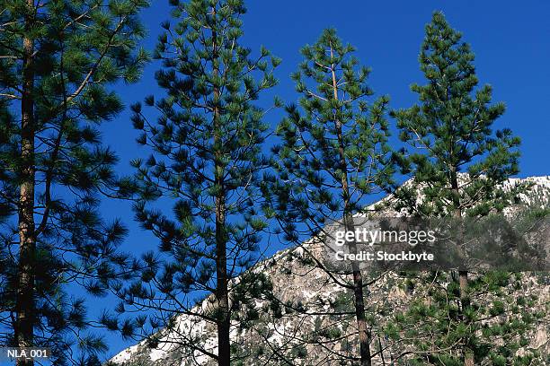 trees and snowcapped mountain - pinaceae stock pictures, royalty-free photos & images