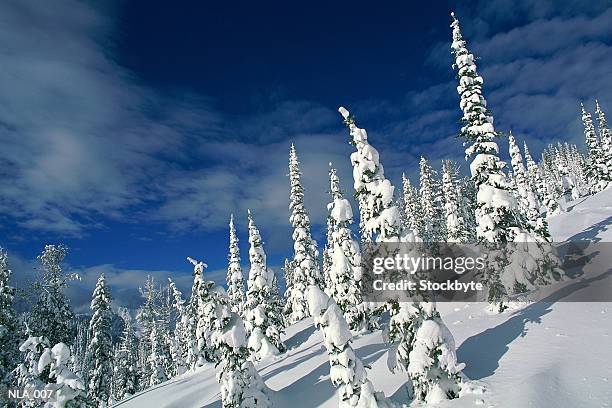 snow-covered trees on mountainside - pinaceae stock pictures, royalty-free photos & images