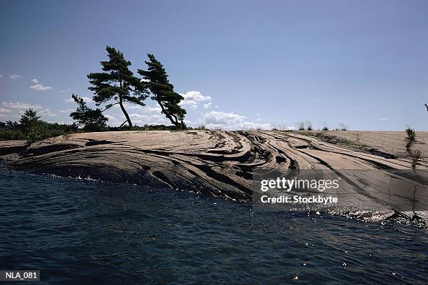 trees and rock - pinaceae stock pictures, royalty-free photos & images