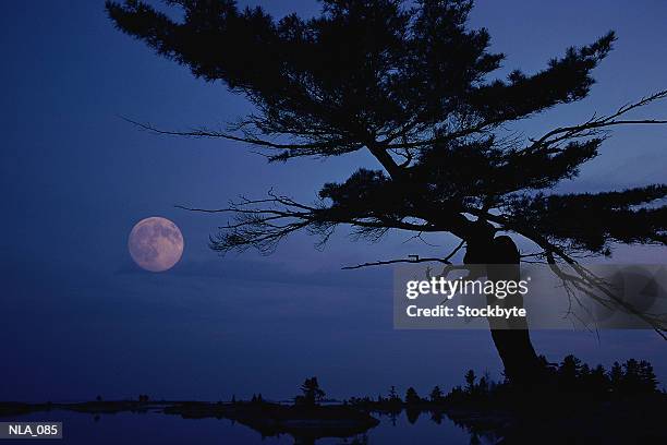 silhouette of tree at night, moon in background - pinaceae stock pictures, royalty-free photos & images